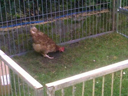 25062010031 Kopie