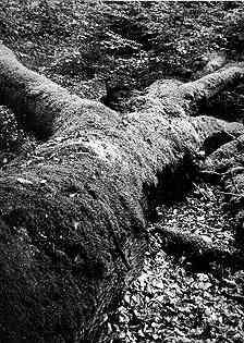 Photo 02407